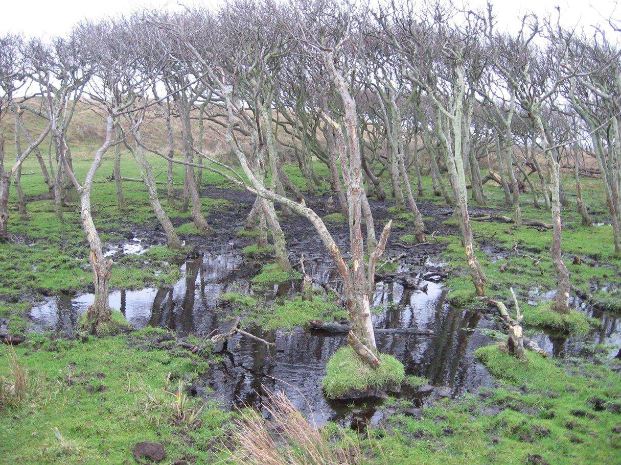 Deslufterendemuy_bosjeduinen Deslufterendemuy_bosjeduinen