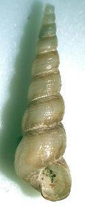 Gastropode 01