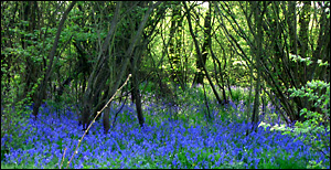 The wood itself is beautiful when the bluebells arrive
