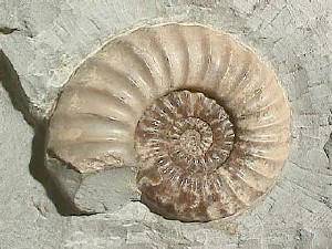 Amonite