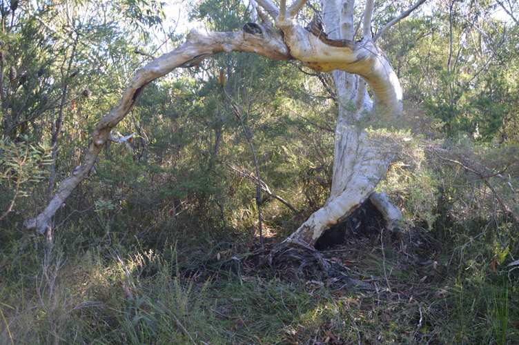 Twisted tree next to faint track