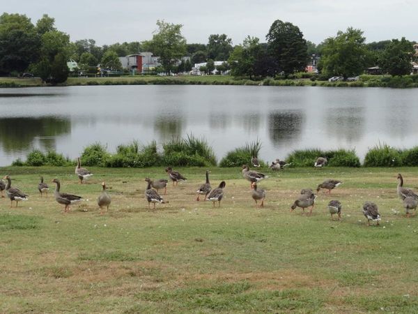 Lac de Christus, Saint-Paul-les-Dax ( Landes 40 ) AA