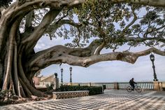 Resultado de imagen de ficus gigantes en cadiz