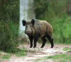 Bildergebnis für wildschweine
