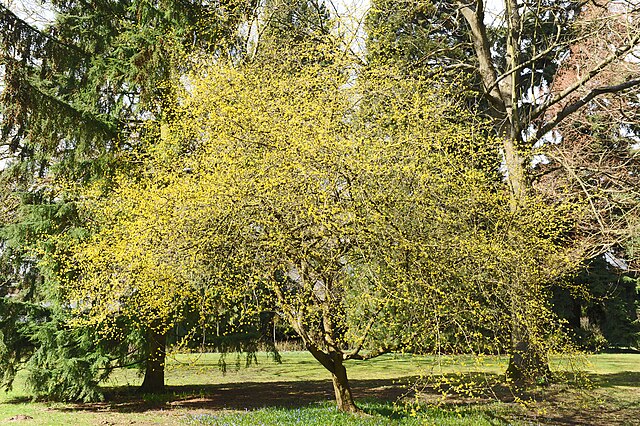 European Cornel (Cornus mas) covered in flowers in Parc Neuman in Luxembourg City. Photo by Claude Meisch (User:Cayambe), March 2009, Wikimedia Commons, CC-BY-SA 3.0.