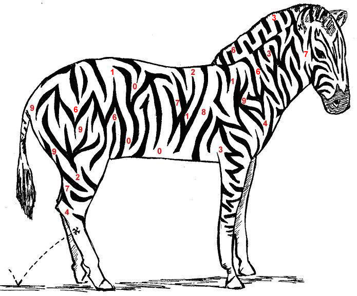 Zebra