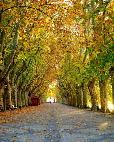 Avenida dos Plátanos Avenida dos Plátanos