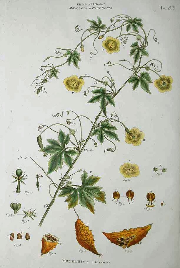 MOMORDICA CHARANTIA.jpg