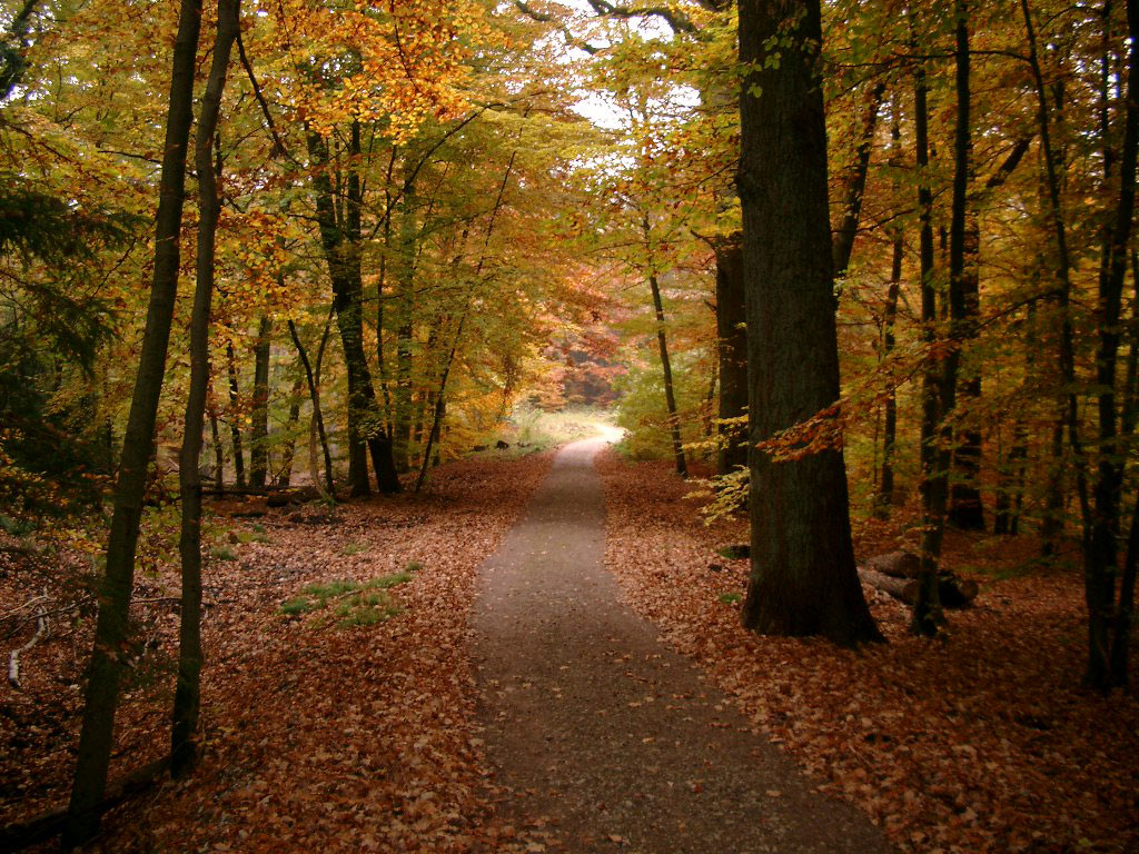 Herbst - Hintergrundbild