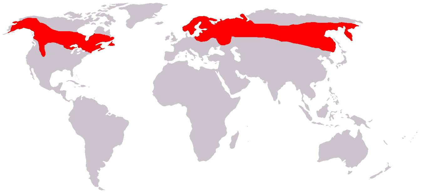 Moose Living Enviroment (source: wikipedia)