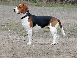 Beagle (Hunderasse)