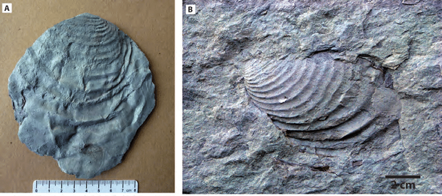 Figura-57-Fosiles-de-moluscos-bivalvos-inoceramidos-Ejemplares-del-Cretacico-Superior