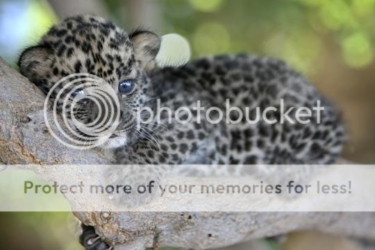  photo baby-leopard-the-animal-kingdom-213003_540_360_zpscejvmczj.jpg