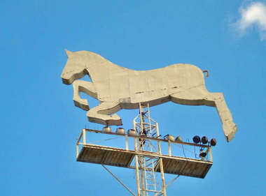 R.I.P large white horse