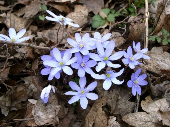 Jaterník trojlaločný