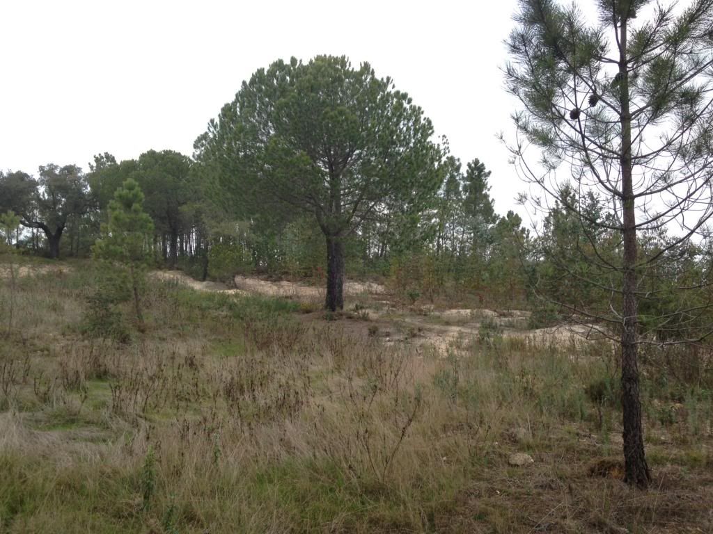 photo photo2_zps5652897e.jpg