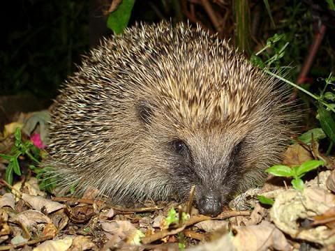 A small hedgehog, Erinaceus europaeus