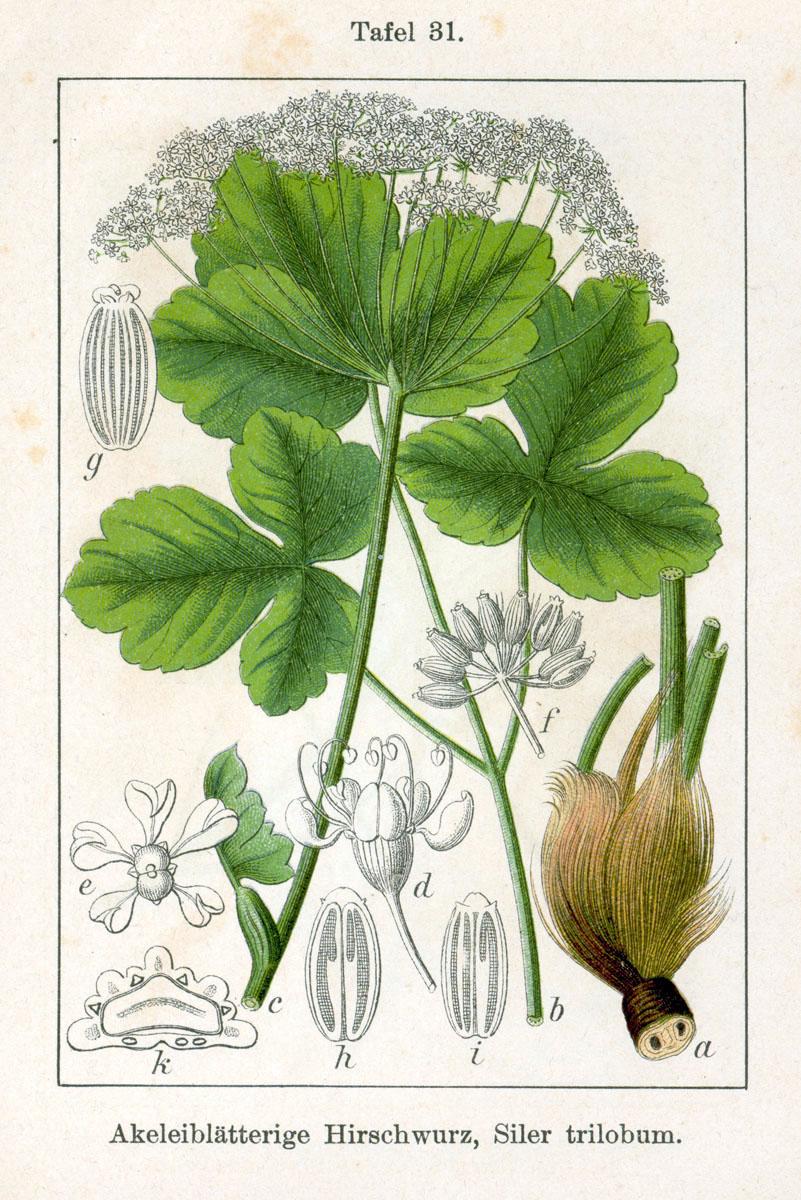 Siler_trilobum_Sturm31.jpg 801 × 1 200 pixels