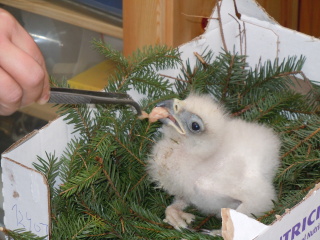 Krmeni ptaciho mladete