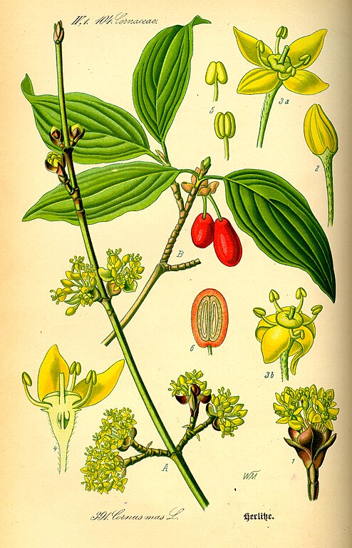 Illustration of European Cornel (Cornus mas) from Flora von Deutschland, Österreich und der Schweiz by Prof. Dr. Otto Wilhelm Thomé, Gera, 1885, Wikimedia Commons, PD-old.