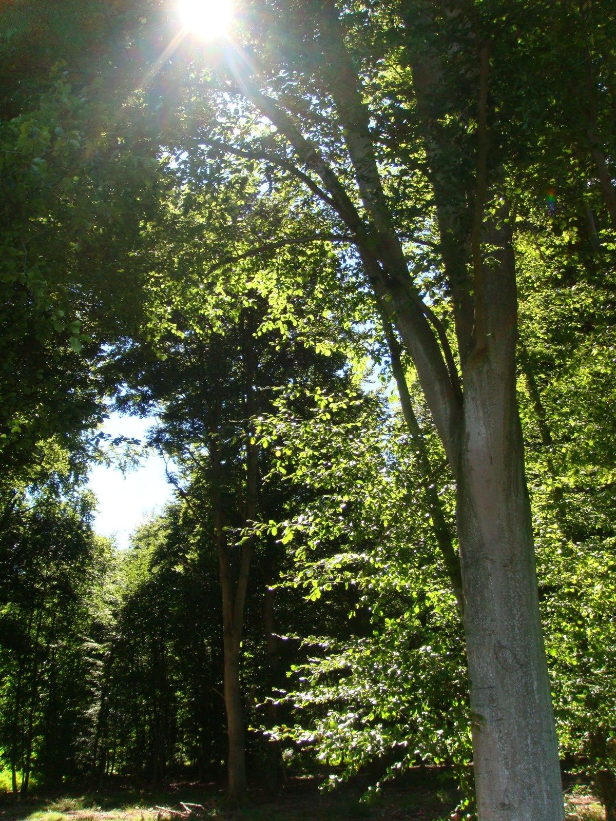 Vue sur la forêt (cliché Armand Launay, 2011).