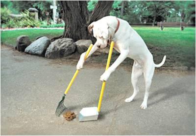 Výsledek obrázku pro clean up dog