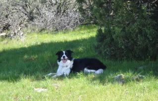 Callie resting in the shade