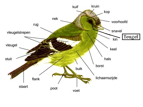 Anatomie van een vogel