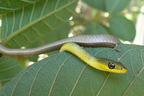 Gc6fqhr Green Tree Snake Traditional Cache In New South Wales