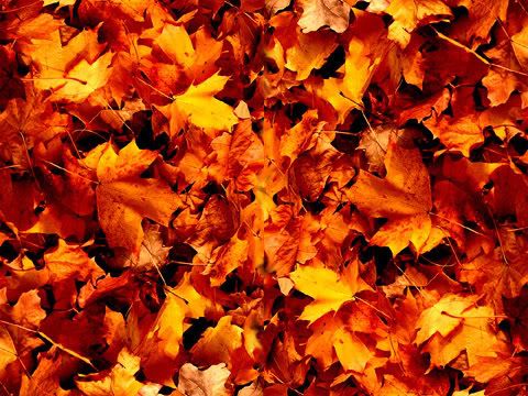 orange photo: Leaves - orange Leaves-orangemyspace.jpg