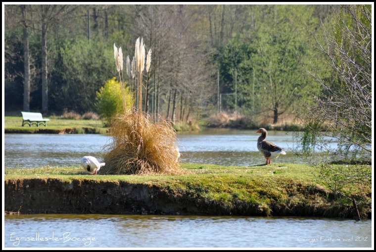 Égriselles-le-Bocage étang du grand brouilleret