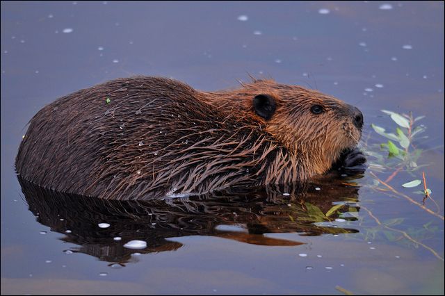  photo 24613B23-147D-4B0B-870A-BBA2EE422F00_zpsstz6paiz.jpg