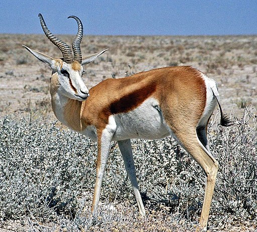 Springbok Namibia