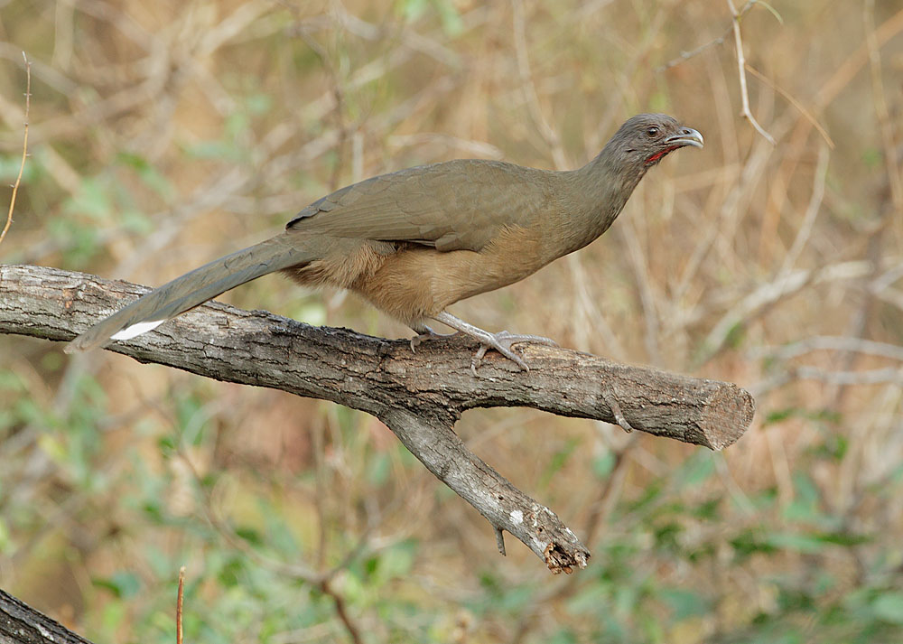 The chachalaca is a large(ish) ground dewelling bird that likes to flock with others.