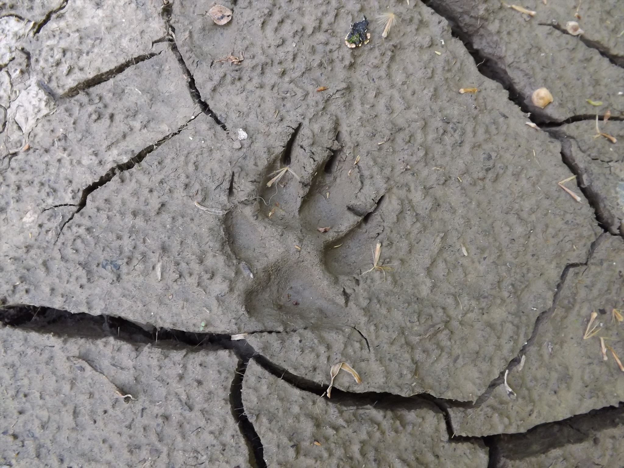 GC5WV26 Paw Prints (Traditional Cache) in Kentucky, United States