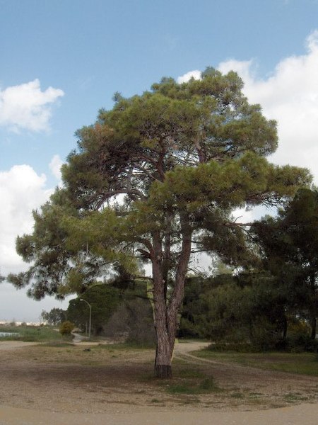 Bild:Pinus brutia(02).jpg