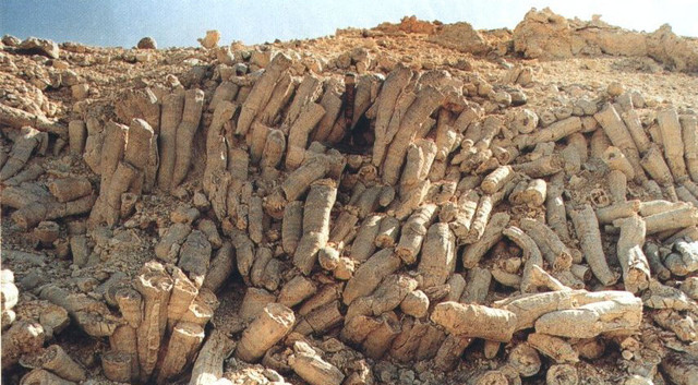1-rudistfossils