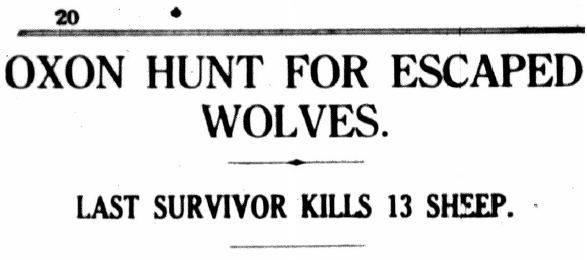 Headline: Oxon hunt for escaped wolves : last survivor kills 13 sheep