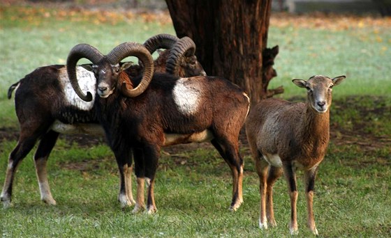 Kam o víkendu v Praze? Za muflony do Kunratického lesa - iDNES.cz