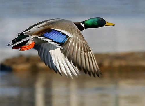 mallard