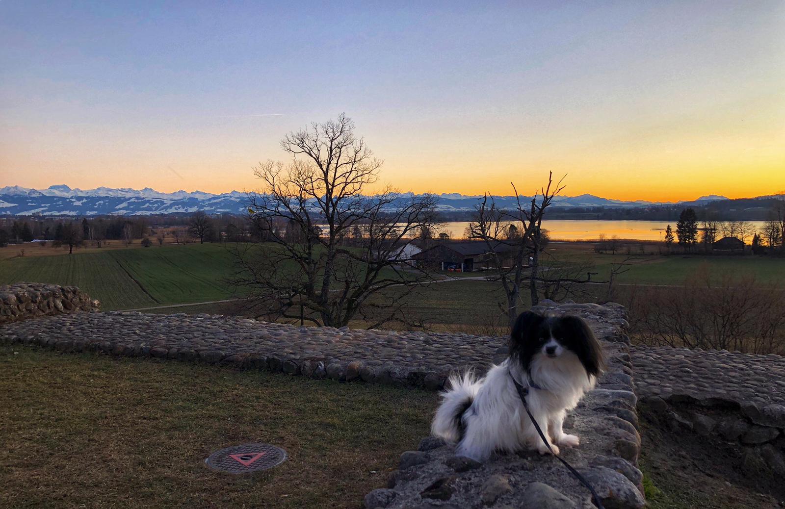 Der wunderschöne Ausblick vom Kastell Irgenhausen mit meinem Hund "Goffrey".