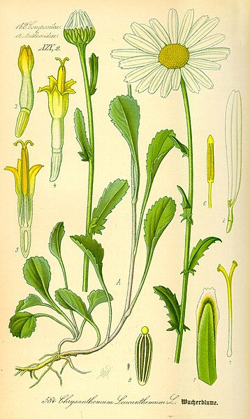 https://upload.wikimedia.org/wikipedia/commons/thumb/c/c9/Illustration_Chrysanthemum_leucanthemum0.jpg/358px-Illustration_Chrysanthemum_leucanthemum0.jpg