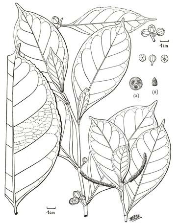 TETRORCHIDIUM DIDYMOSTEMON.jpg