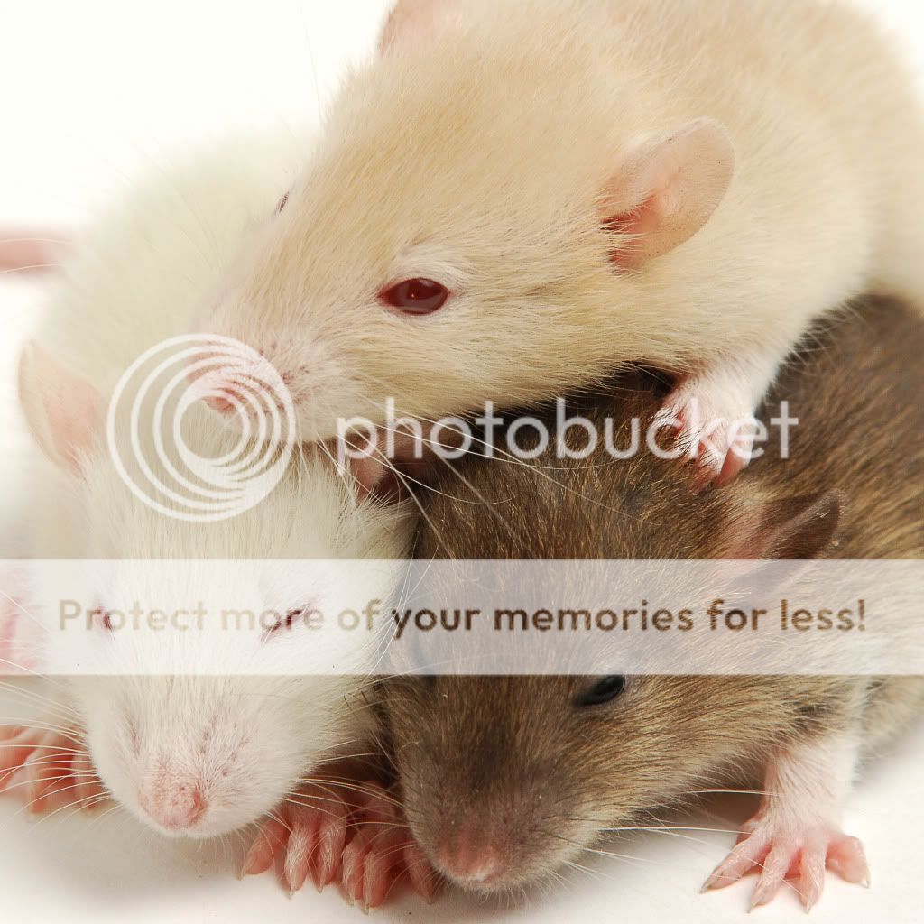 rats photo: Rats 100807_Rats_3145hq.jpg