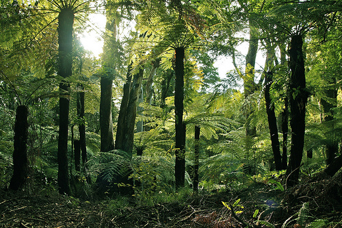 GC69REW Fern Grove (Whakatane) (Traditional Cache) in North Island, New ...