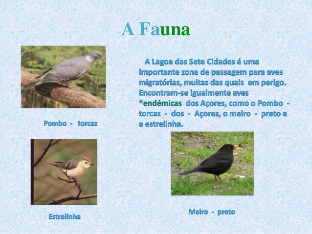 Resultado de imagem para 7 cidades aves aÃ§ores