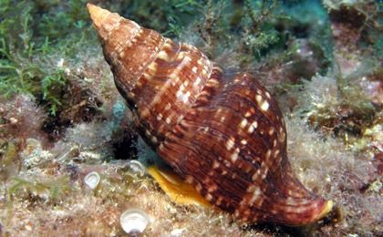 Caracteristicas-principales-de-los-moluscos-3