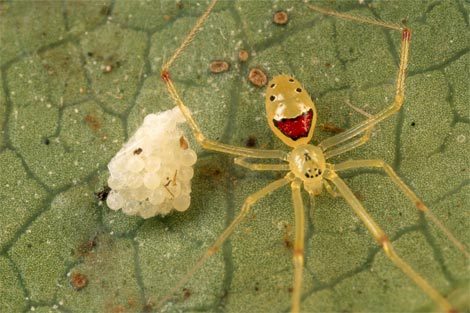 Hawaiian Happy Face Spider