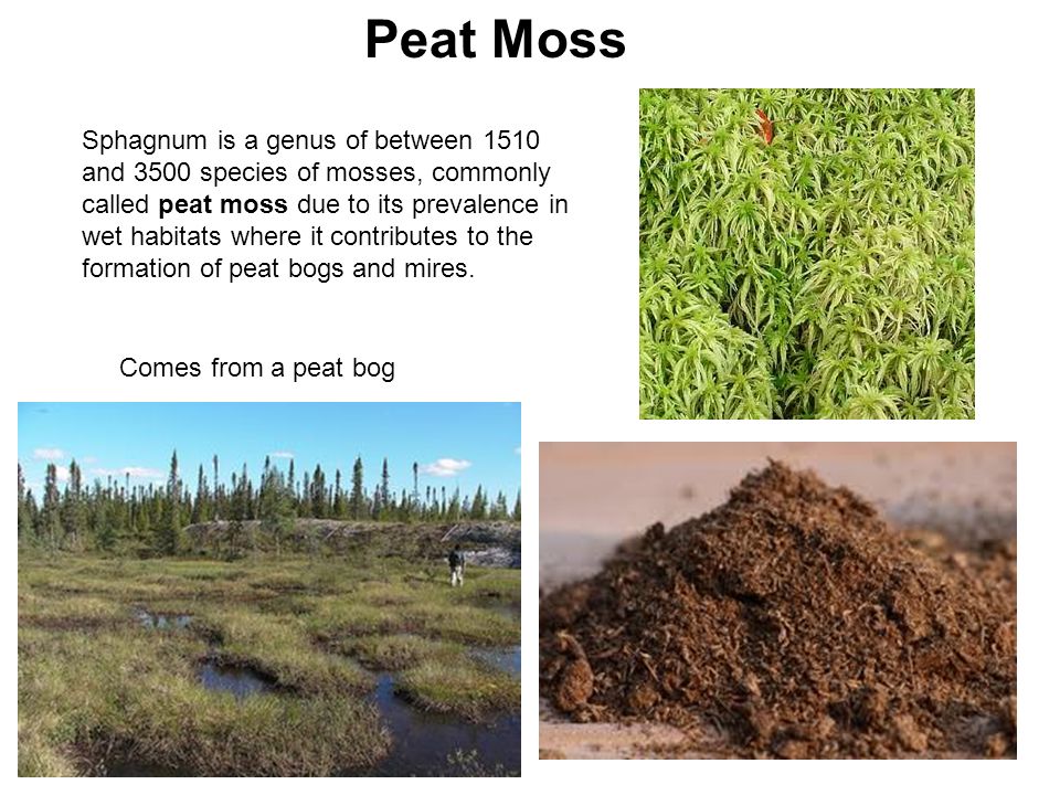 sphagnum moss, peat moss, bog moss, hummocks, mounds, swamp, bog