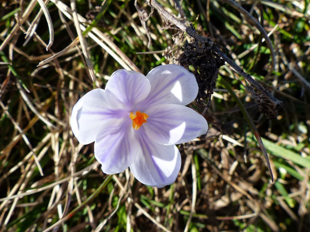 Crocus